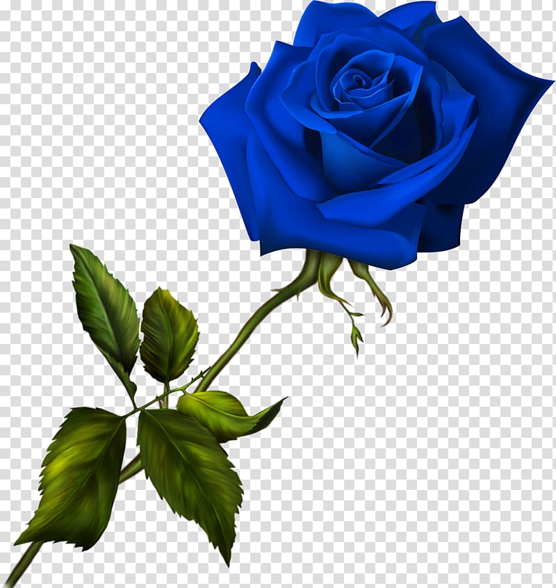 Blue rose Flower Garden roses, blue rose transparent background PNG clipart