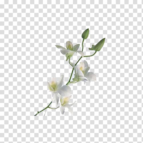 Orchids Flower Petal, Fragrance of lily transparent background PNG clipart