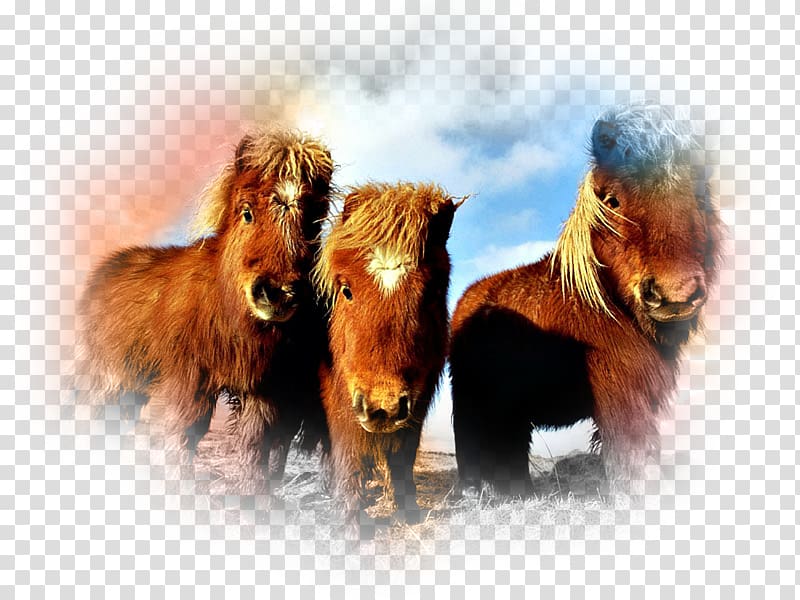 Shetland pony Garrano Clydesdale horse Fjord horse, Mountain And Moorland Pony Breeds transparent background PNG clipart