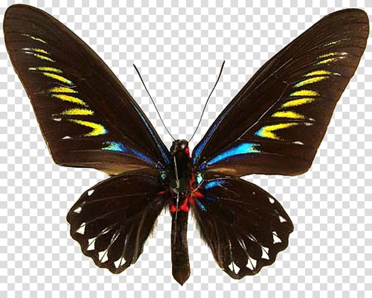 Butterfly Trogonoptera brookiana Birdwing Ornithoptera priamus Gynandromorphism, butterfly transparent background PNG clipart
