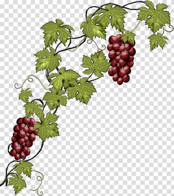 Common Grape Vine Wine Fruit, grape transparent background PNG clipart
