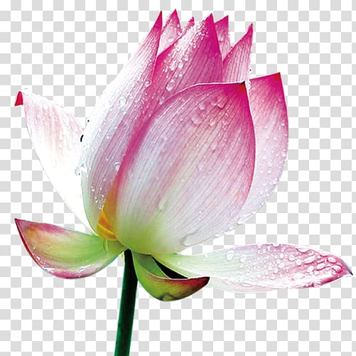 Nelumbo nucifera Ink wash painting , A lotus transparent background PNG clipart