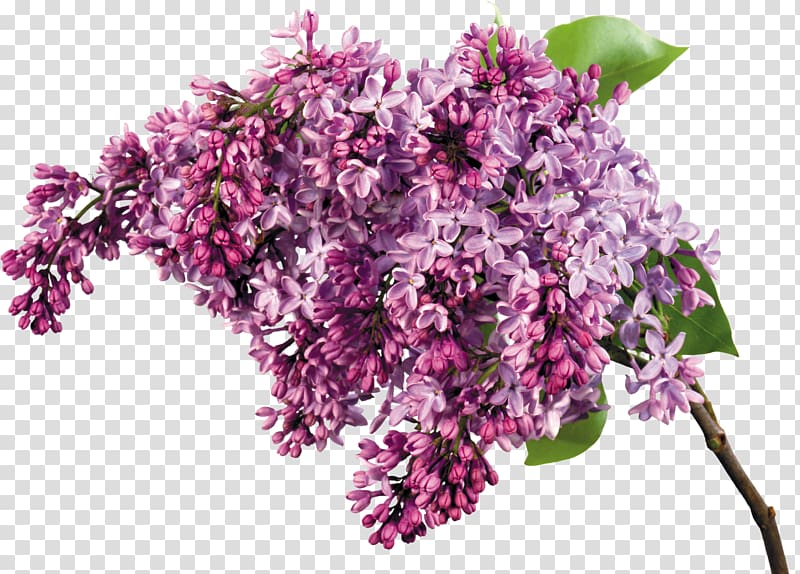 Desktop Common lilac Flower , mint flowers transparent background PNG clipart