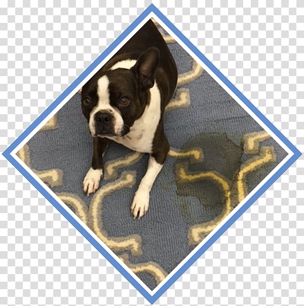 Boston Terrier Puppy Dog breed Non-sporting group Leash, puppy transparent background PNG clipart