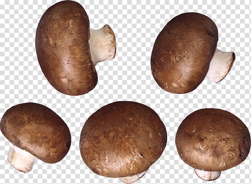 Mushroom Pizza Shiitake Icon, Mushroom transparent background PNG clipart