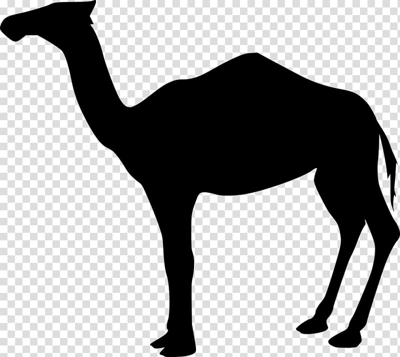 Dromedary Bactrian camel , others transparent background PNG clipart