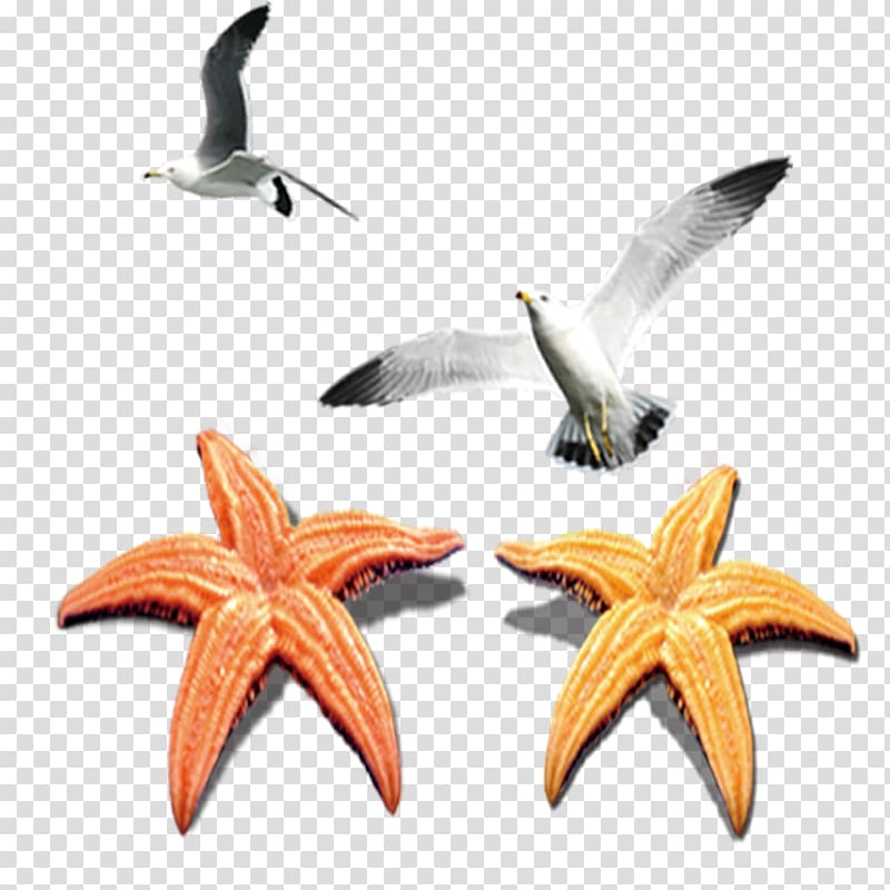Starfish Echinoderm, starfish transparent background PNG clipart