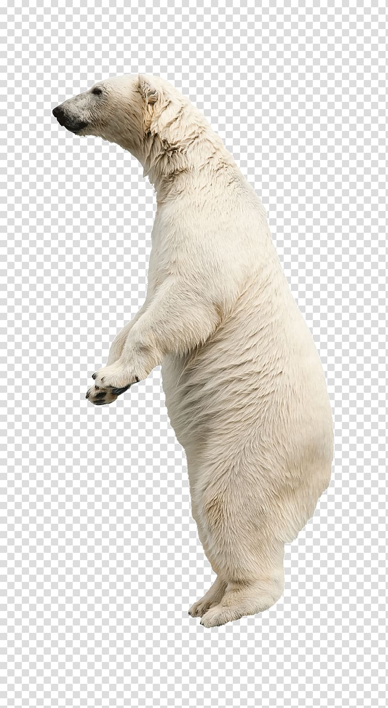 polar bears animals transparent background PNG clipart