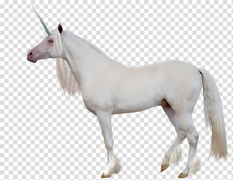 Unicorn , Unicorn transparent background PNG clipart