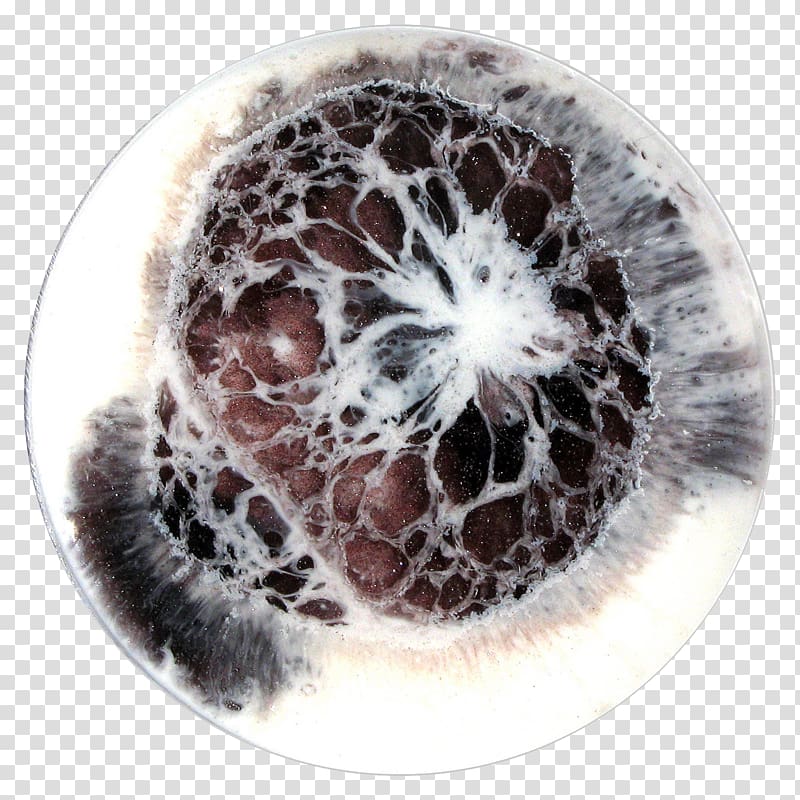 Painting Artist Petri Dishes, rice bowl transparent background PNG clipart