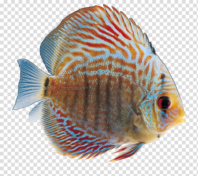 Ornamental fish , Ornamental fish transparent background PNG clipart