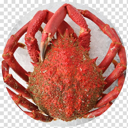 Dungeness crab Restaurante Senhor Peixe European spider crab, crab transparent background PNG clipart
