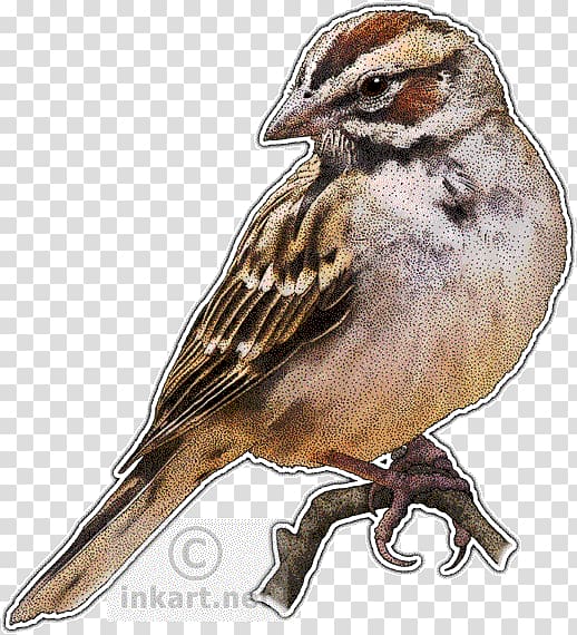 House Sparrow Lark Bird Drawing, sparrow transparent background PNG clipart