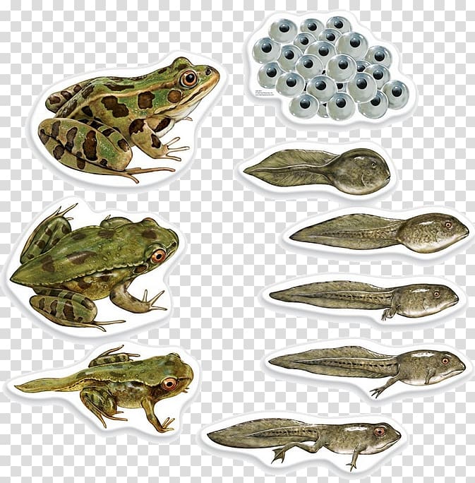 Frog Butterfly Biological life cycle Biology Amphibian, tadpole transparent background PNG clipart