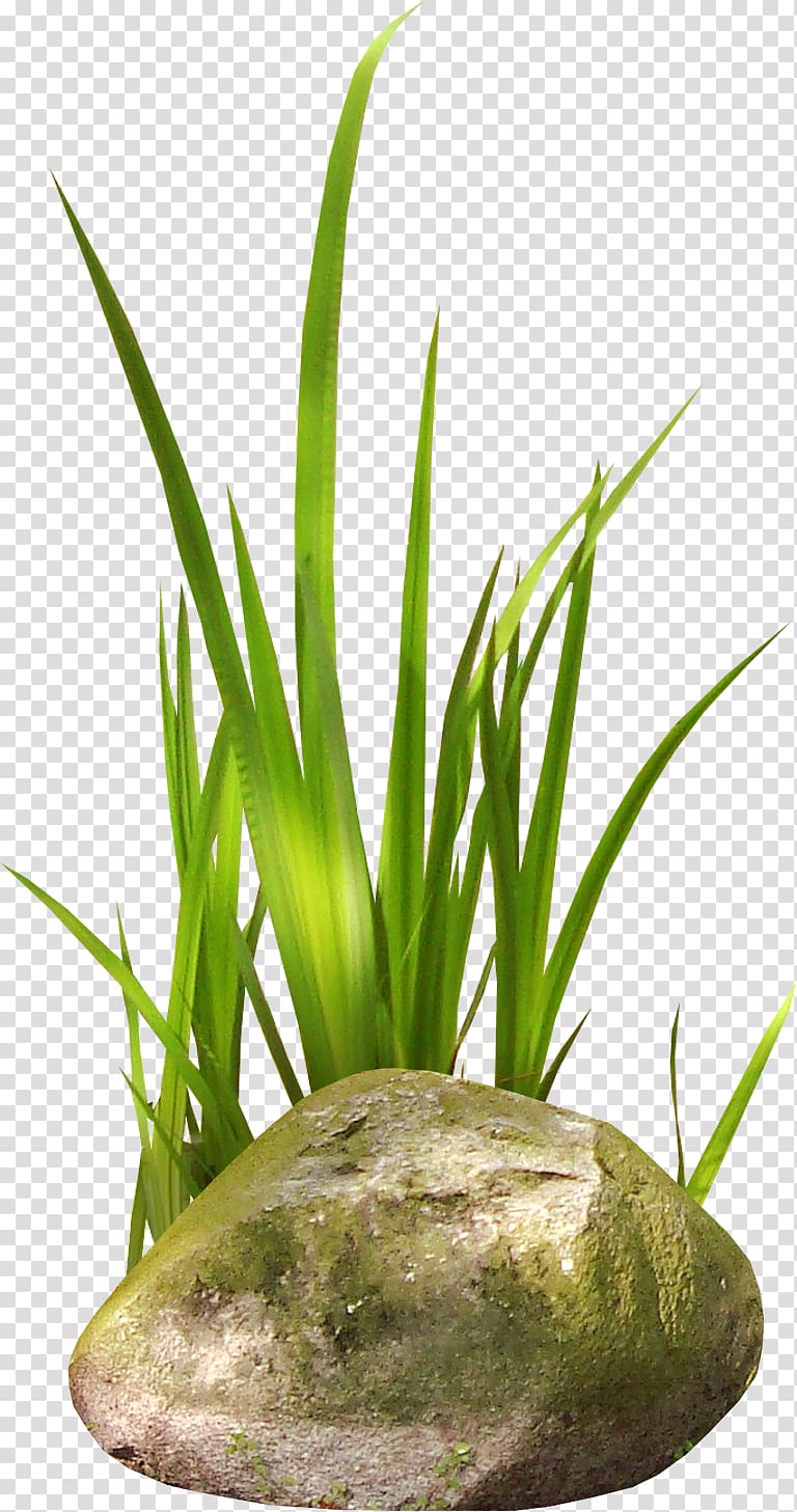 Stone Cattail Forest , easter grass transparent background PNG clipart
