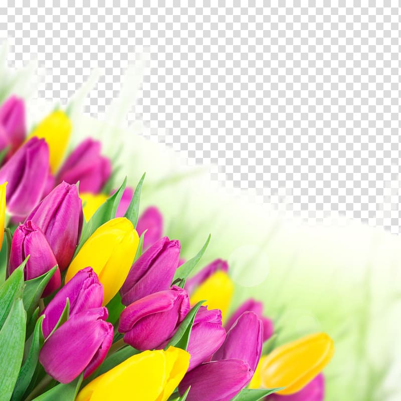 Tulip Flower bouquet Pink , Beautiful tulip flowers transparent background PNG clipart