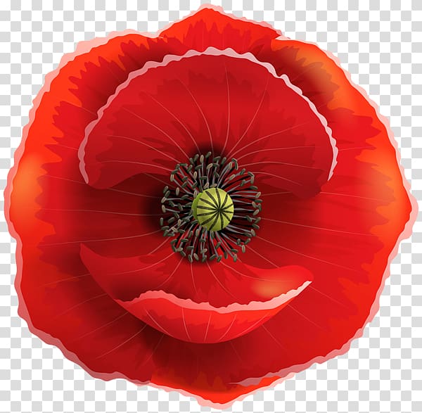 remembrance poppy flower