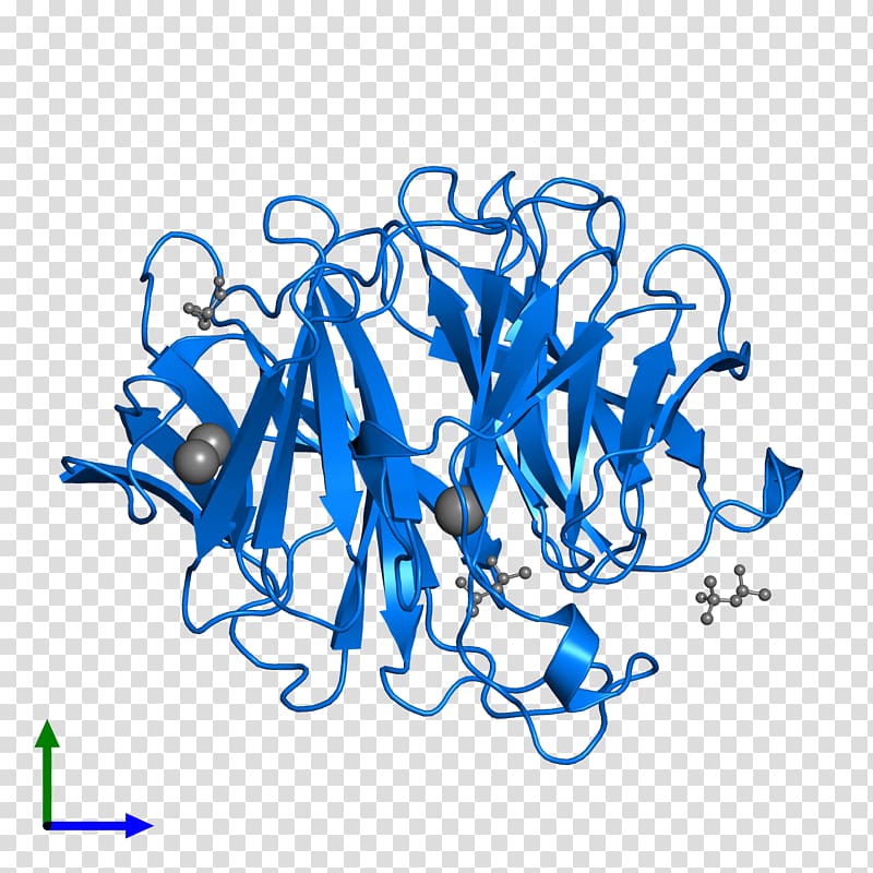 Protein Data Bank Actin Structural Classification of Proteins database Pfam, enzymes in body transparent background PNG clipart