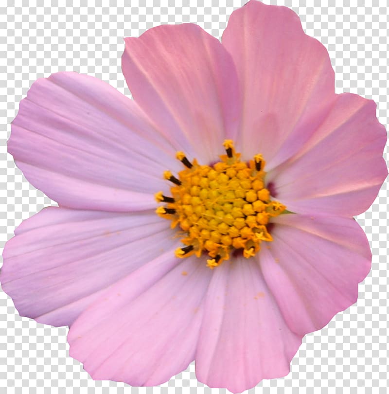 Flower Cosmos Petal Light Daisy family, Cosmos flower transparent background PNG clipart