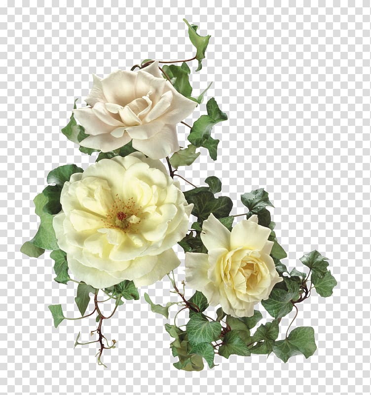 Garden roses Flower , Floral pattern beautiful flower transparent background PNG clipart