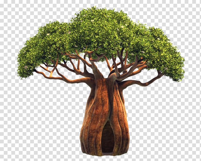 tree , Adansonia digitata Tree Sorbus domestica Bark , bonsai transparent background PNG clipart