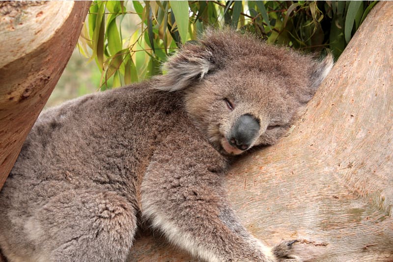 Koala Sleep Desktop Gum trees Cuteness, koala transparent background PNG clipart