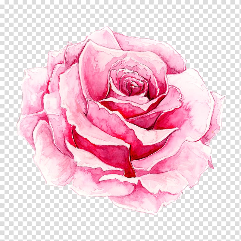 pink rose flower illustration, Rosa chinensis Watercolor painting Pink, Painted pink rose transparent background PNG clipart