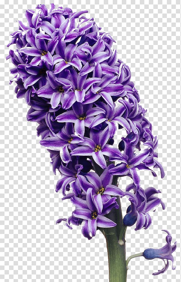 Hyacinth Color Flower, hyacinth transparent background PNG clipart