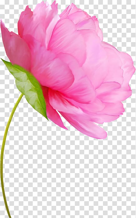 Flower Peony Watercolor painting Floral design, pivoine transparent background PNG clipart