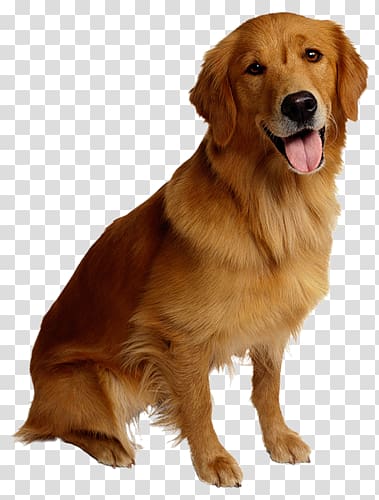 tongue of dog transparent background PNG clipart