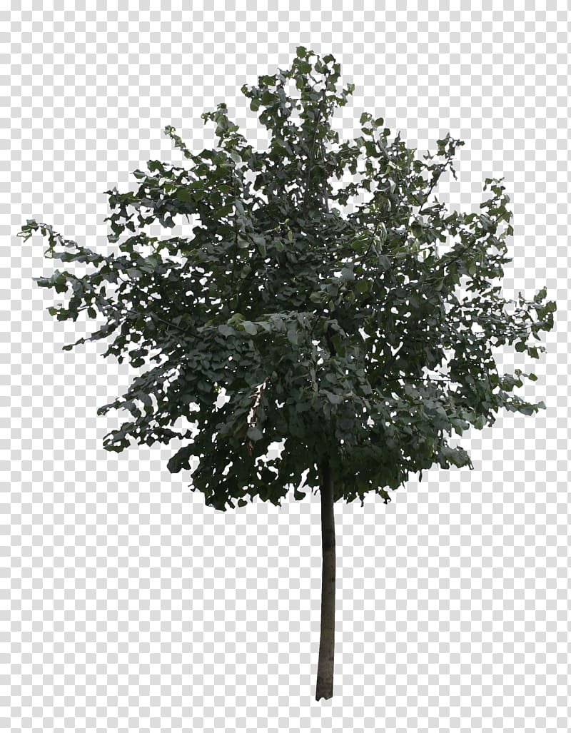 Tree Architectural rendering Birch, ginkgo tree free transparent background PNG clipart