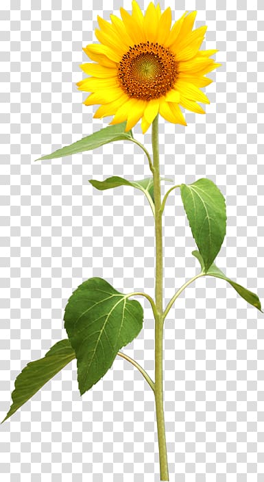 sunflower illustration, Common sunflower Plant stem , sunflower transparent background PNG clipart