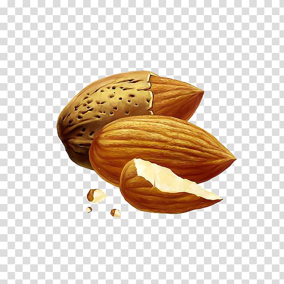 Nut Almond Drawing, Cartoon almond transparent background PNG clipart