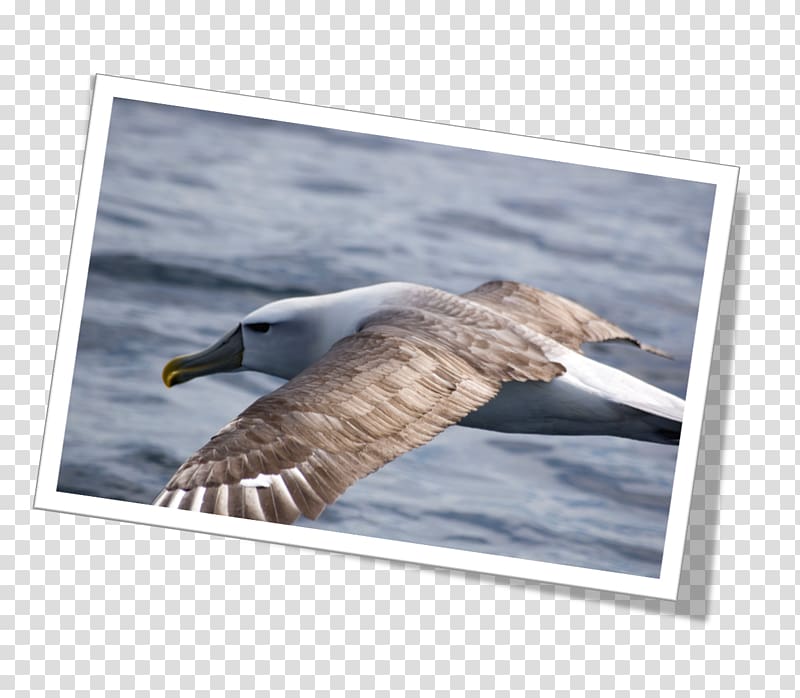 Newfoundland and Labrador Sooty shearwater Puffinus, wood transparent background PNG clipart