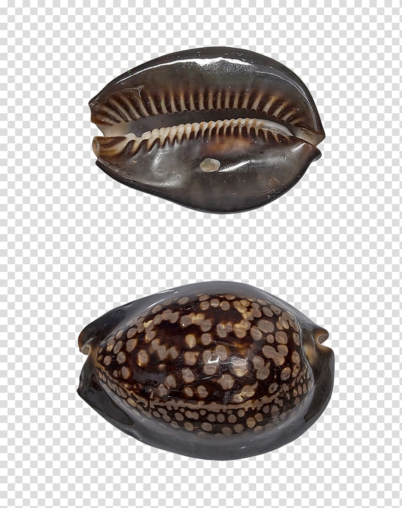 Cowry Seashell Oyster Mussel Clam, seashell transparent background PNG clipart