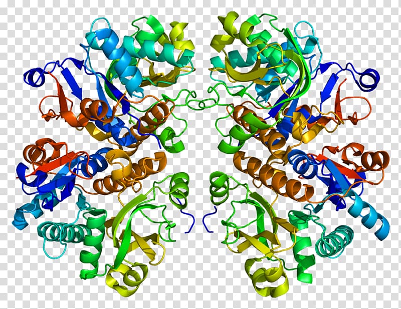 Gamma-glutamyl hydrolase Gamma-glutamyltransferase Glutamic acid Protein Data Bank, others transparent background PNG clipart