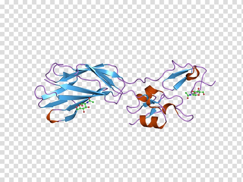 Integrin beta 2 Protein Gene Biology, others transparent background PNG clipart