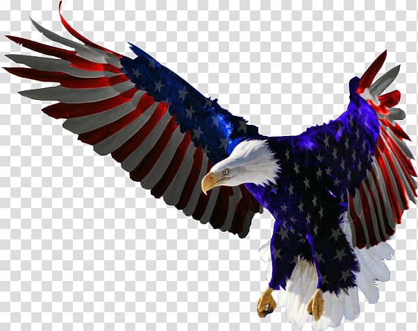 https://p7.hiclipart.com/preview/953/708/1019/bald-eagle-flag-of-the-united-states-decal-eagle.jpg