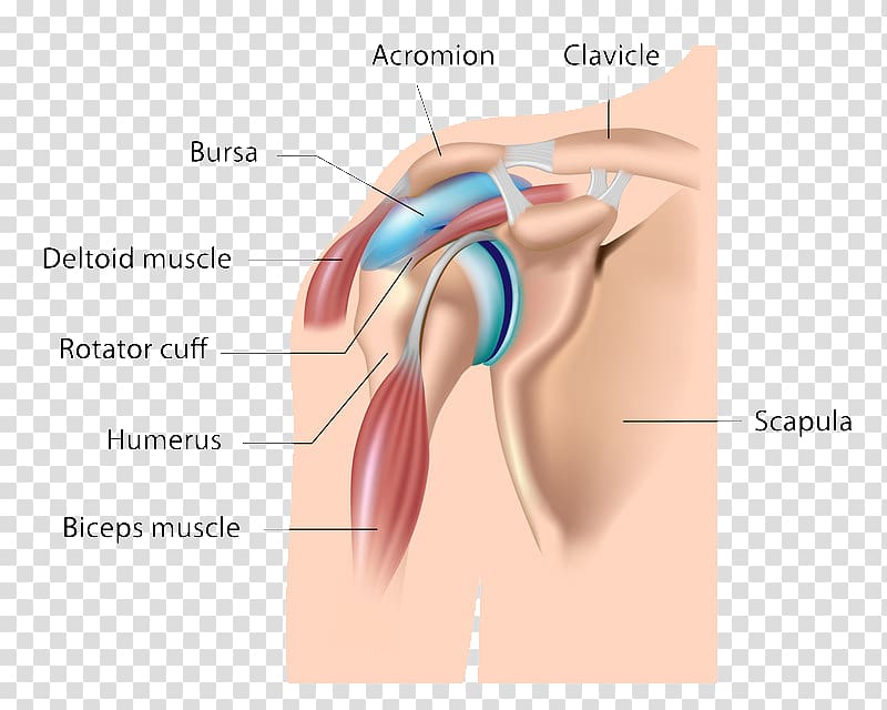 Subacromial bursitis Synovial bursa Shoulder Subacromial bursa, Sternoclavicular Joint transparent background PNG clipart