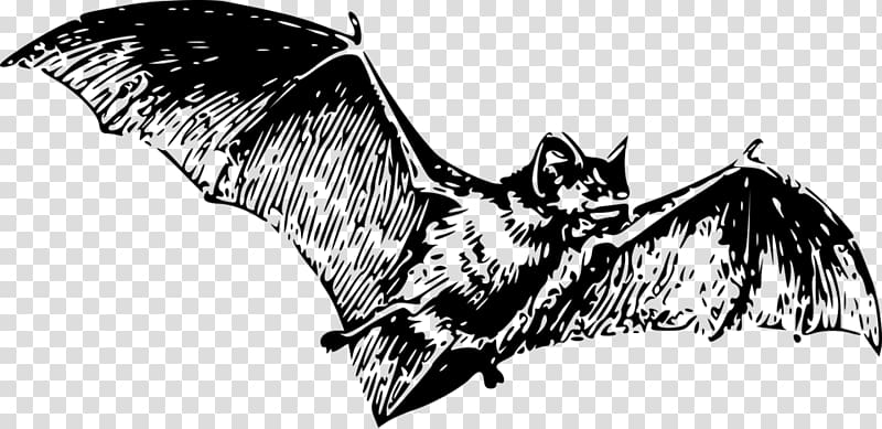 Bat Tattoo Wing, bats transparent background PNG clipart