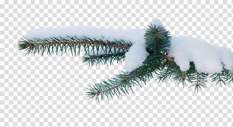 Spruce Tree Snow Branch, pine cone transparent background PNG clipart