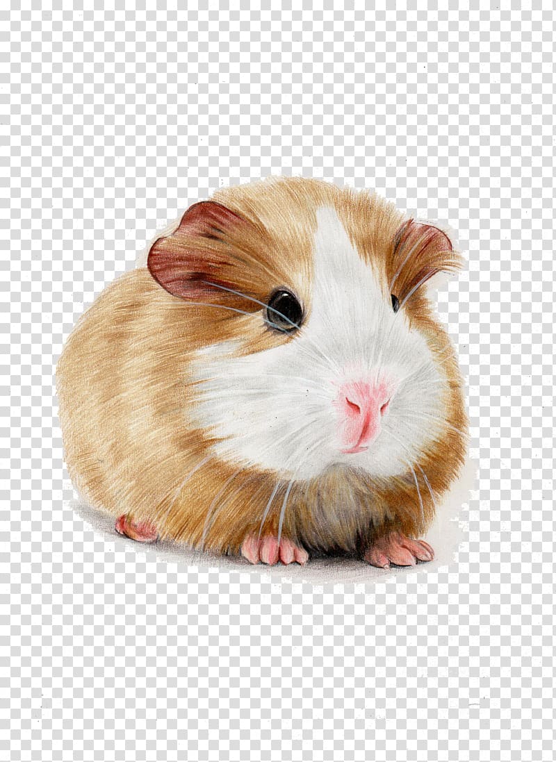 brown and white guinea pig, Skinny pig Hamster Illustration, Hand-painted guinea pigs transparent background PNG clipart