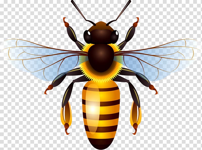 bumblebee , Honey bee Honey bee , bee transparent background PNG clipart
