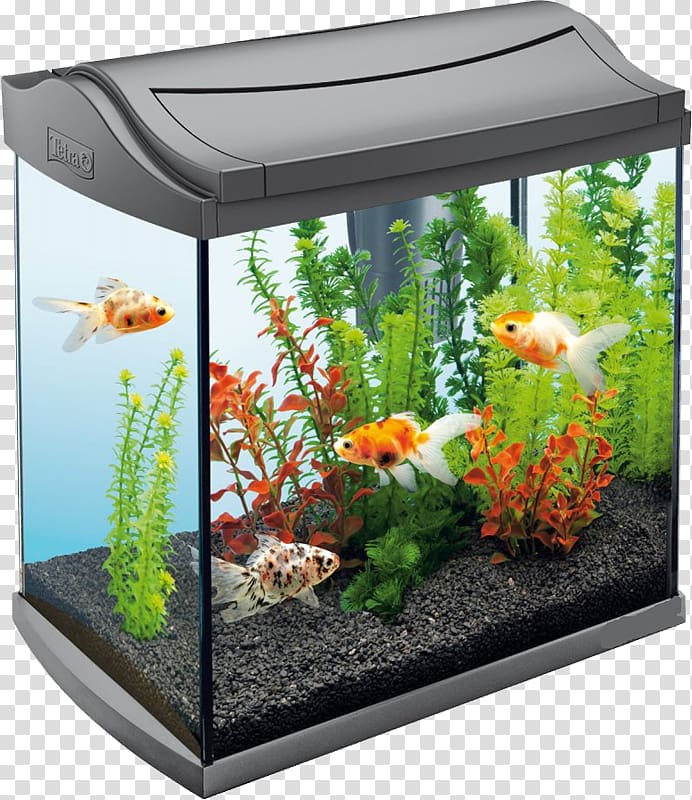 Aquarium Tetra Coldwater fish Pet, Automatically changing the water tank transparent background PNG clipart