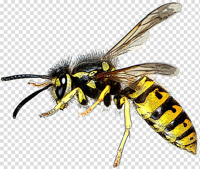 Bee Asian hornet Wasp Hymenopterans Insect, bee transparent background PNG clipart