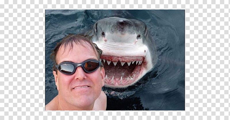 Shark Week bombing Great white shark Selfie, shark transparent background PNG clipart