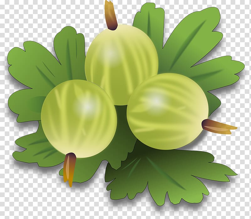 Gooseberry Fruit , others transparent background PNG clipart