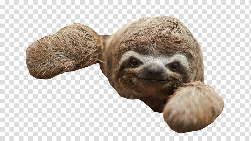 Three-toed sloth Baby Sloths Desktop , others transparent background PNG clipart