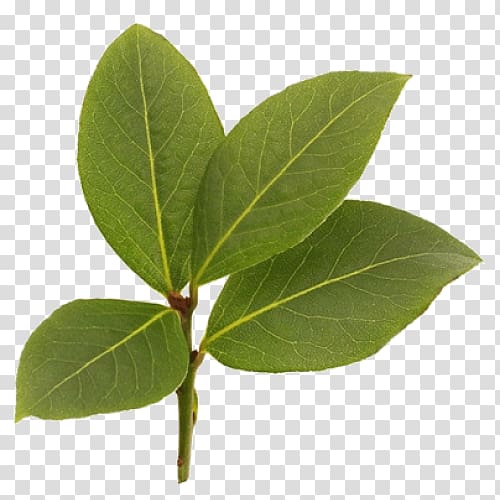 West Indies Bay leaf Pimenta racemosa Oil Bay rum, BAY LEAVES transparent background PNG clipart