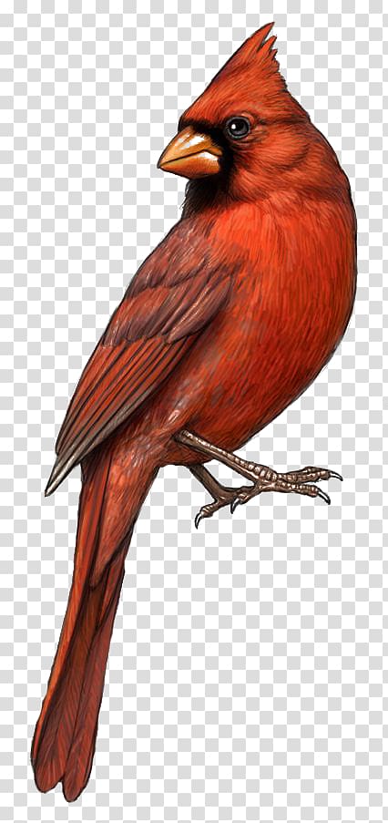 cardinal bird illustration, Bird St. Louis Cardinals Northern cardinal Drawing , Red Eagle transparent background PNG clipart